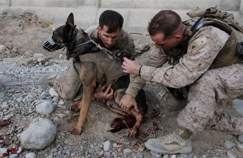 Trung sĩ Mỹ Mark Behl (trái) và một đồng đội đang sơ cứu cho chú chó Drak, sau khi chú chó này bị thương trong một vụ đánh bom ở Sangin, thuộc tỉnh miền nam Helmand của Afghanistan, hôm 8/9. Chủ của Drak là trung sĩ Kenneth A. Fischer cũng bị thương trong vụ này. Cả chú chó Drak và người chủ Fischer sau đó được đưa ra khỏi Afghanistan và đã bình phục. Fischer nhận nuôi Drak và đưa chú chó này về nhà. Ảnh: AP